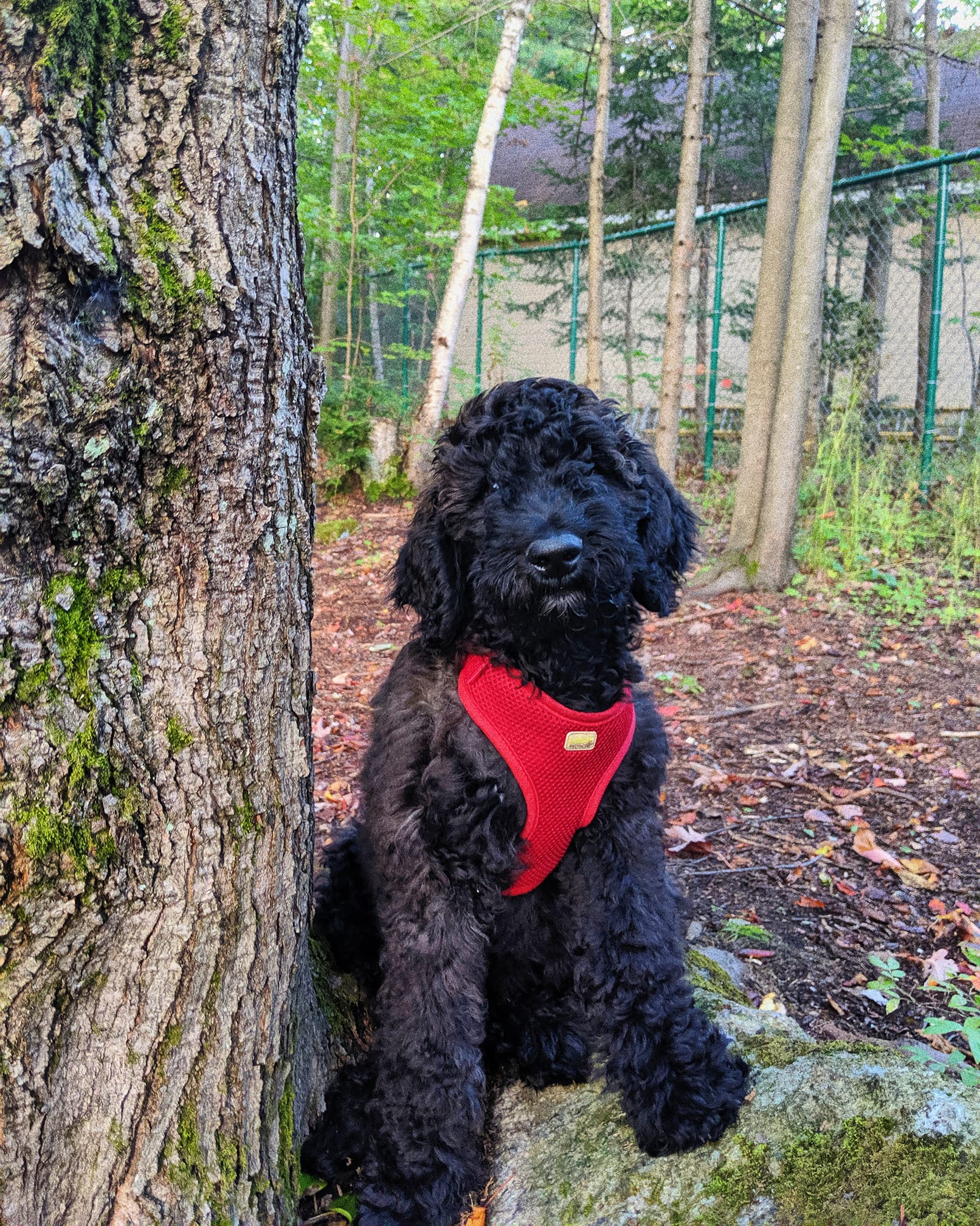 Accueil Elevage Golden Doodle