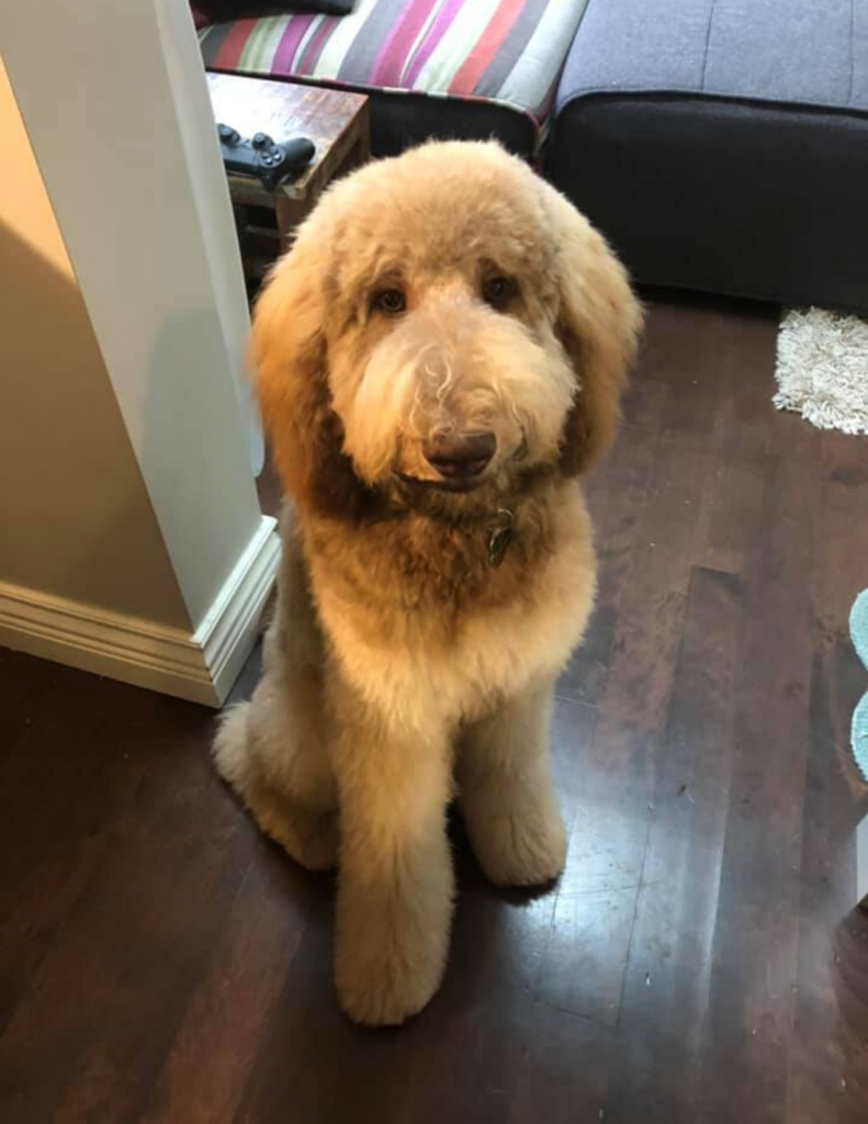 Home - Elevage Golden Doodle