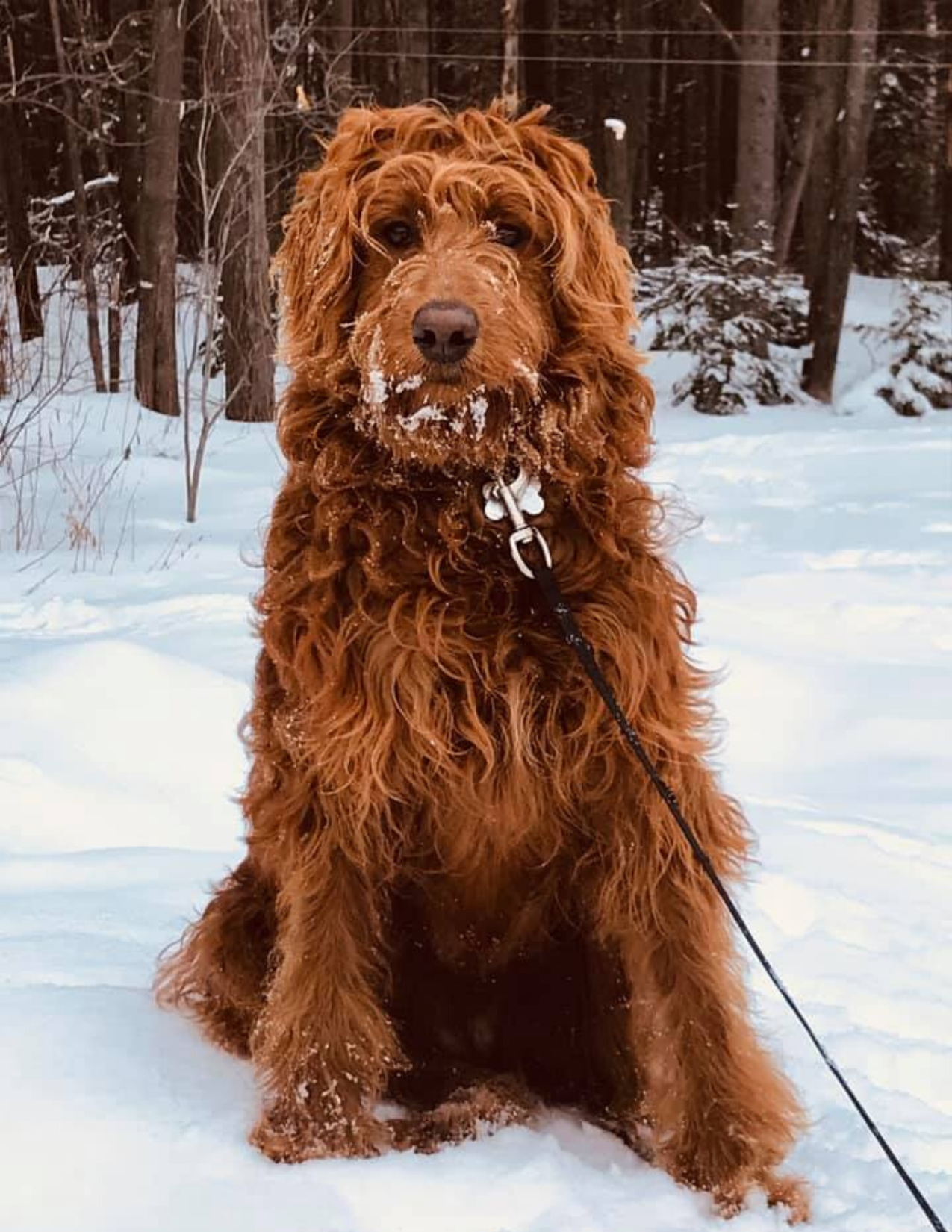 Home - Elevage Golden Doodle