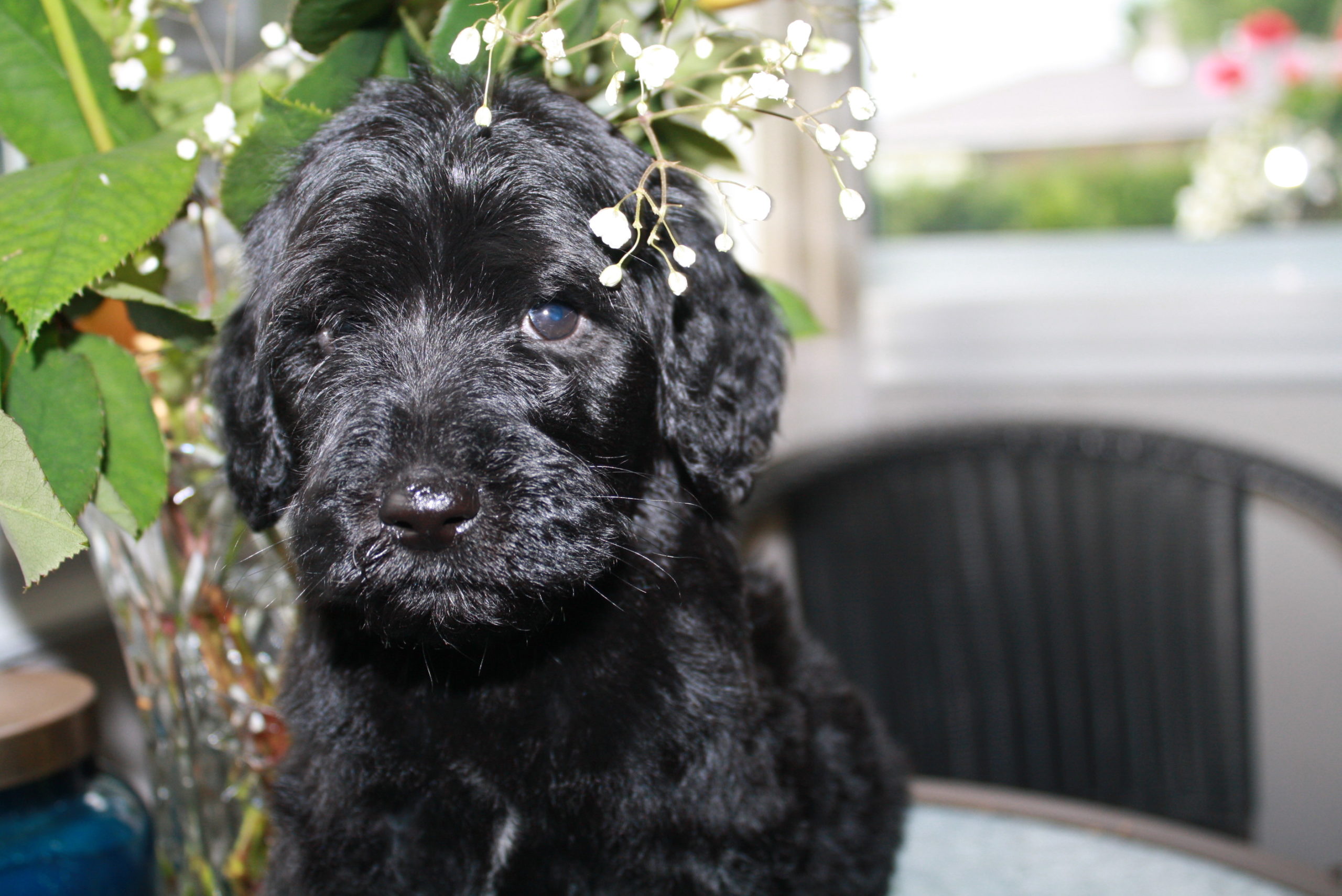 Accueil Elevage Golden Doodle