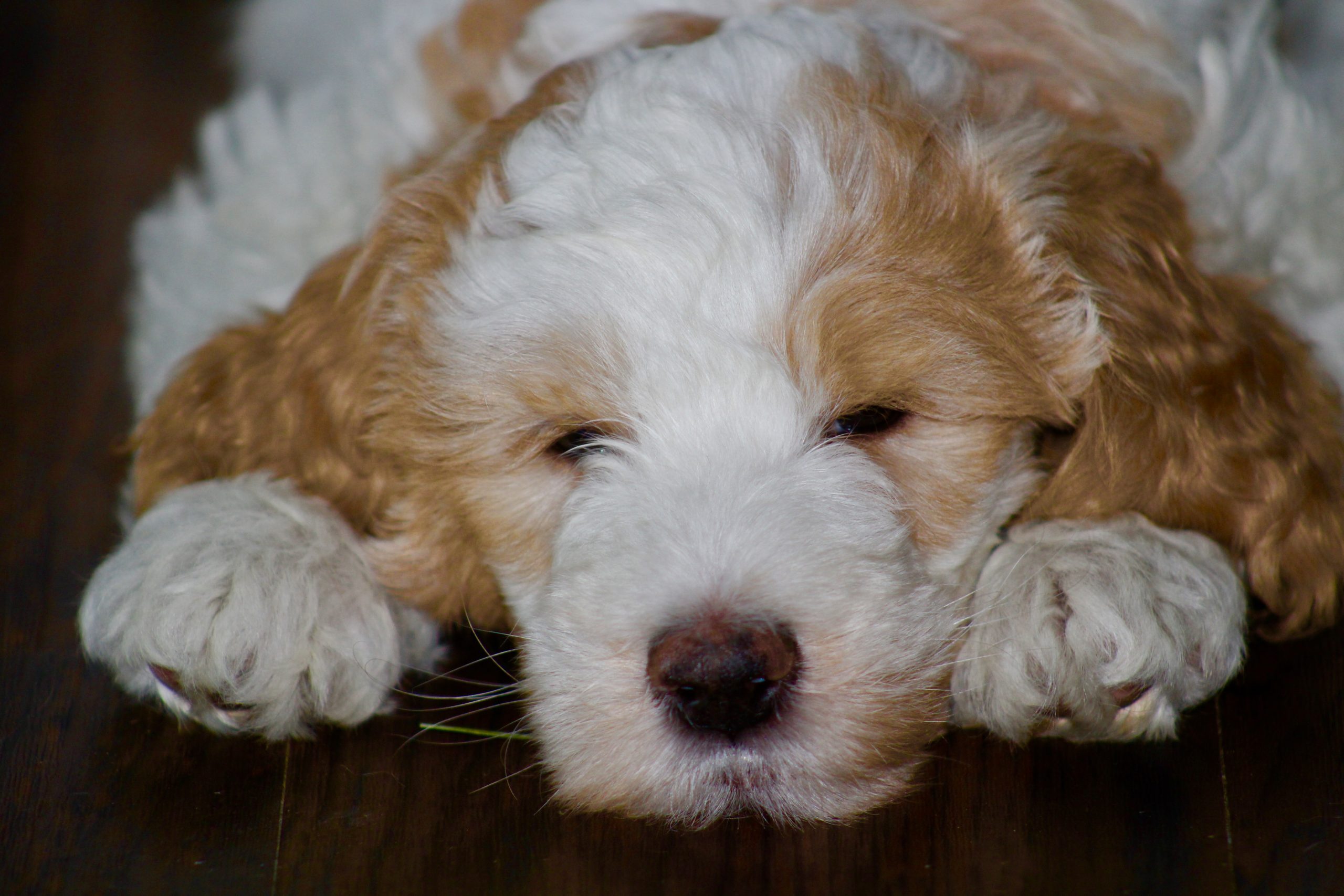 Accueil Elevage Golden Doodle