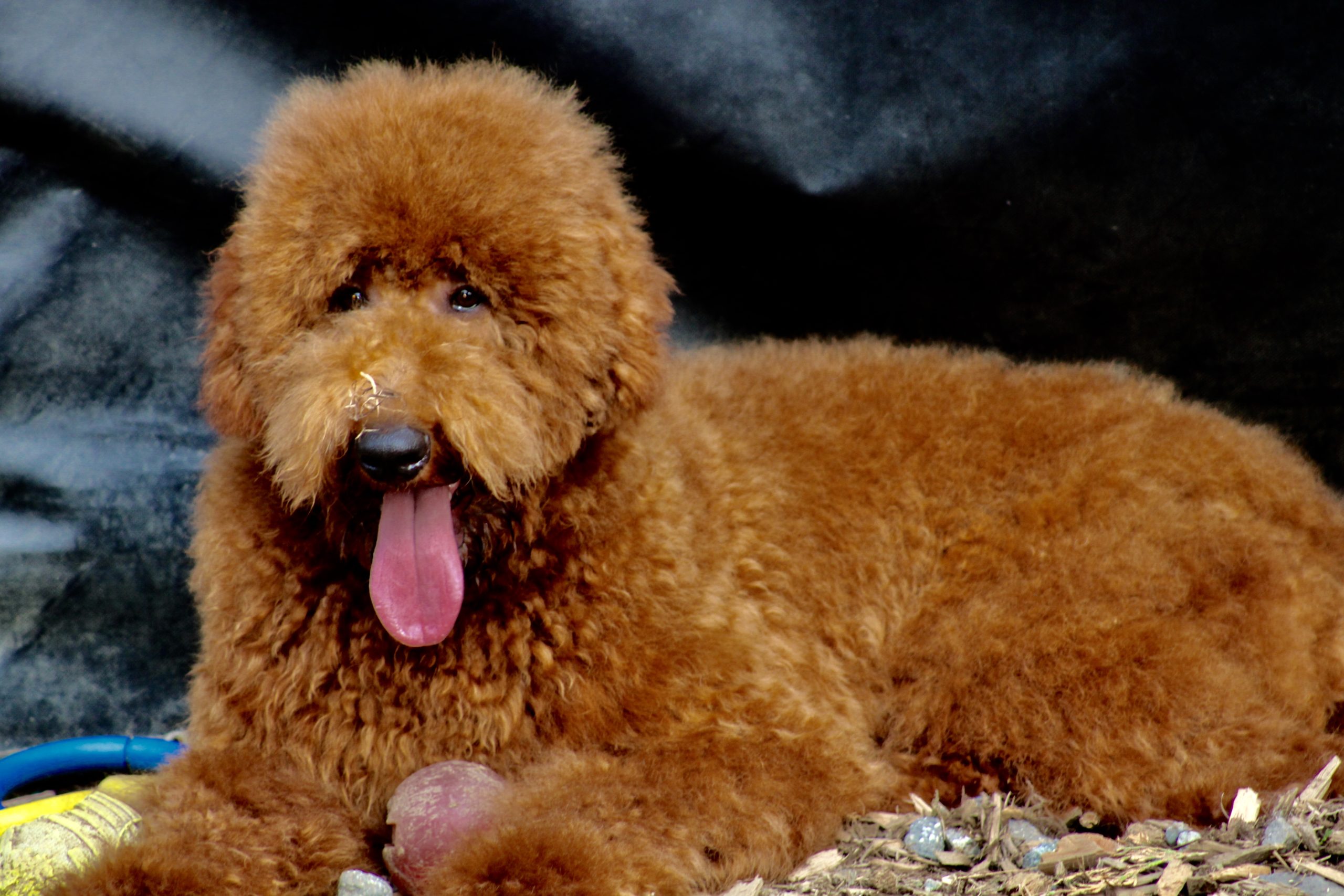 Accueil Elevage Golden Doodle