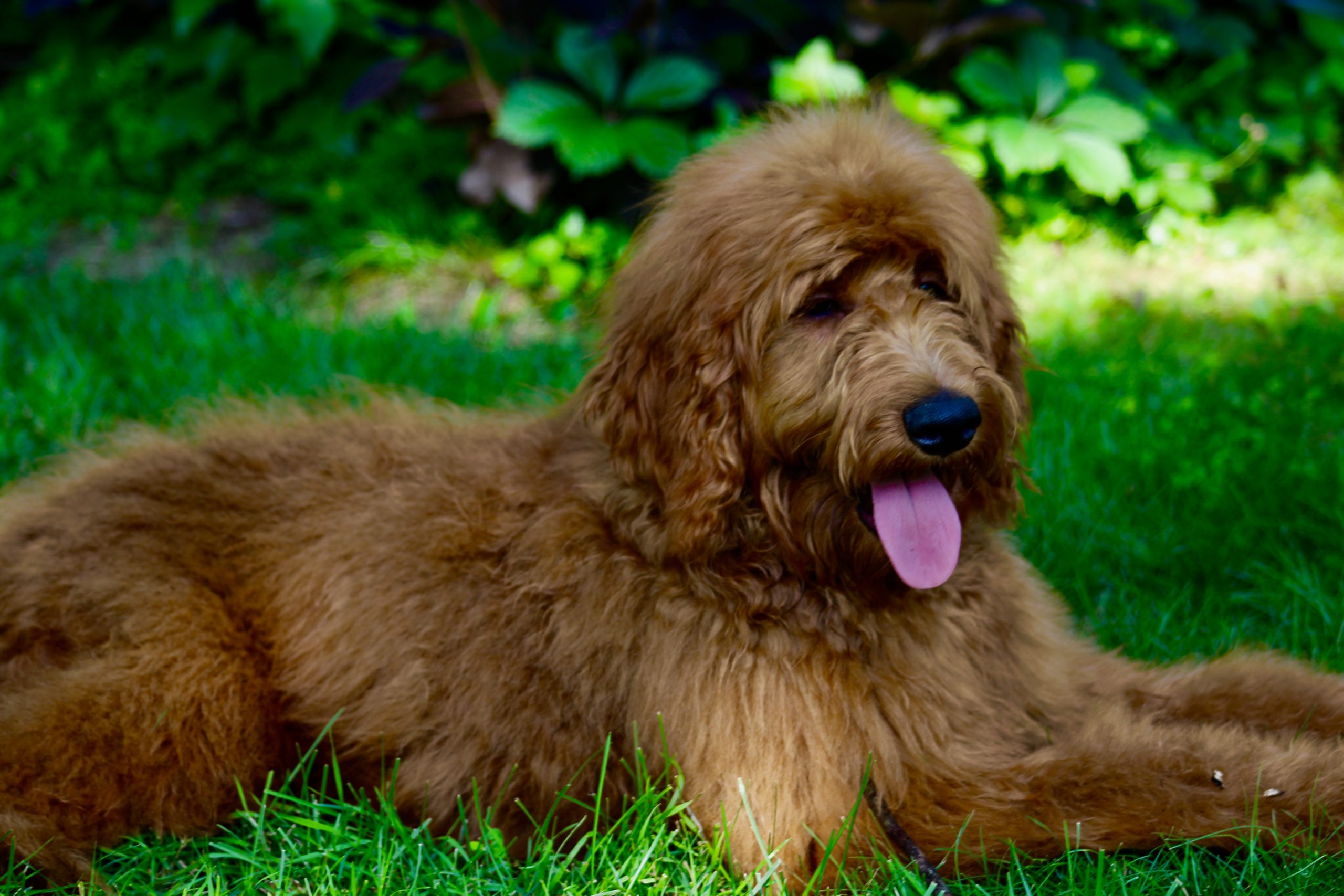 Accueil Elevage Golden Doodle