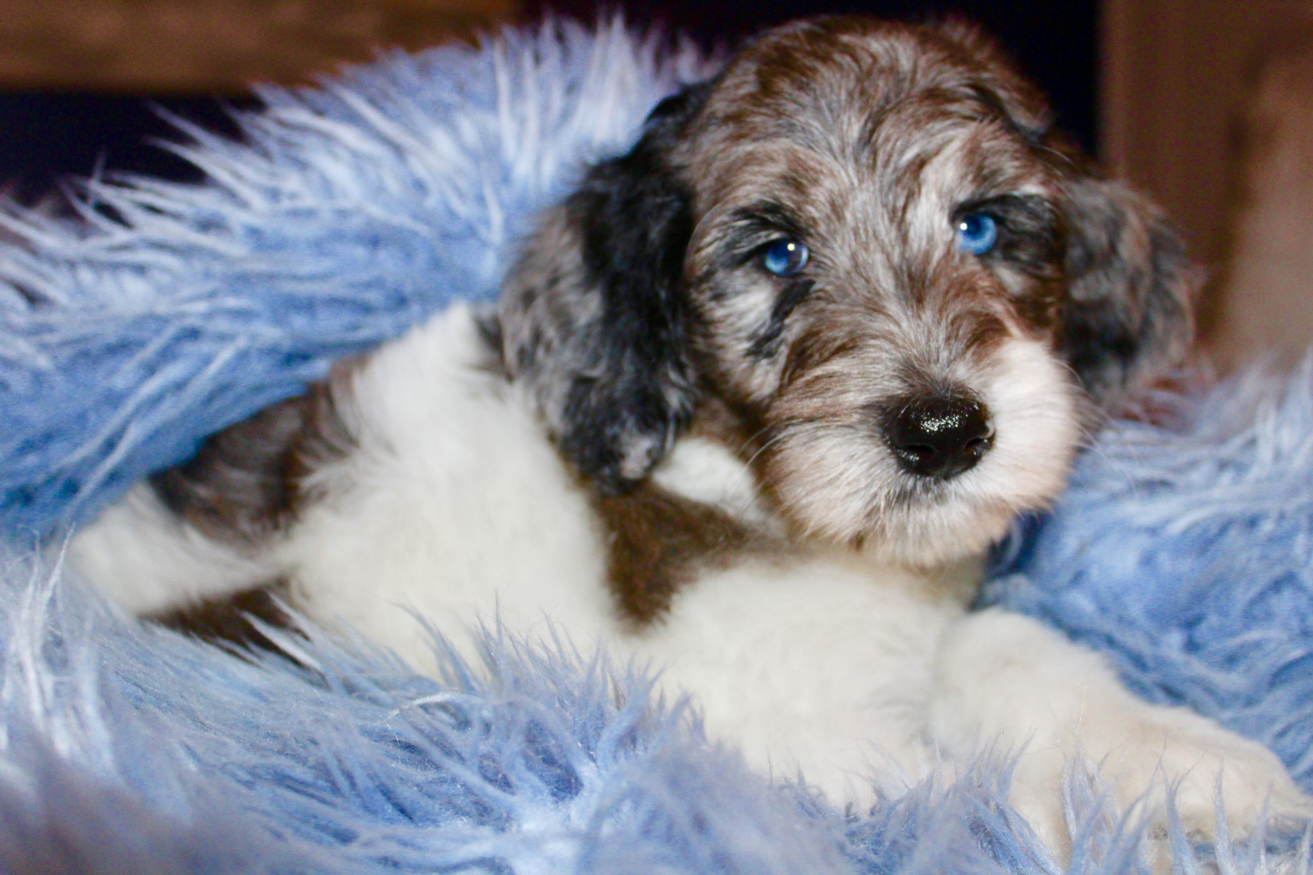 Accueil Elevage Golden Doodle